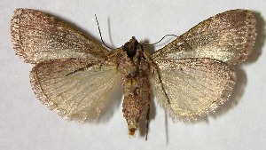  ( - 04-SRNP-83)  @12 [ ] CreativeCommons - Attribution Non-Commercial Share-Alike (2007) Daniel H. Janzen Guanacaste Dry Forest Conservation Fund