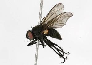  ( - CHU05-FLY-159.1)  @13 [ ] CreativeCommons - Attribution (2010) CBG Photography Group Centre for Biodiversity Genomics