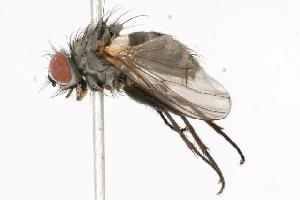  ( - CHU05-FLY-301.1)  @13 [ ] CreativeCommons - Attribution (2010) CBG Photography Group Centre for Biodiversity Genomics