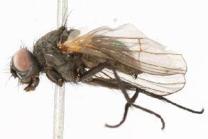  ( - CHU05-FLY-302.1)  @13 [ ] CreativeCommons - Attribution (2010) CBG Photography Group Centre for Biodiversity Genomics