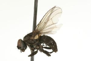  ( - CHU05-FLY-724.1)  @13 [ ] CreativeCommons - Attribution (2010) CBG Photography Group Centre for Biodiversity Genomics