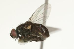  ( - CHU05-FLY-732.1)  @13 [ ] CreativeCommons - Attribution (2010) CBG Photography Group Centre for Biodiversity Genomics