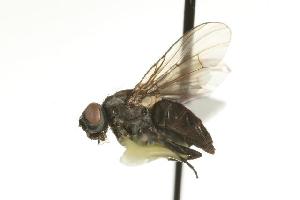  ( - CHU05-FLY-773.1)  @12 [ ] CreativeCommons - Attribution (2010) CBG Photography Group Centre for Biodiversity Genomics