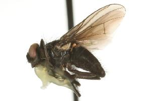  ( - CHU05-FLY-775.1)  @12 [ ] CreativeCommons - Attribution (2010) CBG Photography Group Centre for Biodiversity Genomics