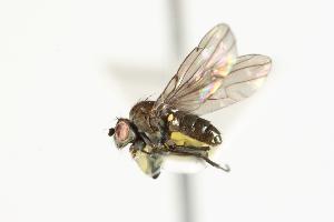  ( - CHU05-FLY-504)  @13 [ ] CreativeCommons - Attribution (2010) CBG Photography Group Centre for Biodiversity Genomics
