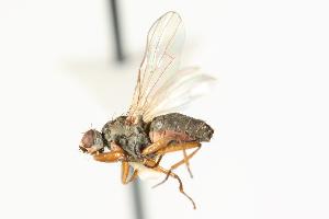  ( - CHU05-FLY-583)  @13 [ ] CreativeCommons - Attribution (2010) CBG Photography Group Centre for Biodiversity Genomics