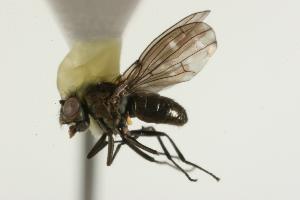  ( - CHU05-FLY-680)  @13 [ ] CreativeCommons - Attribution (2010) CBG Photography Group Centre for Biodiversity Genomics