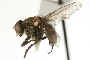  ( - CHU05-FLY-694)  @13 [ ] CreativeCommons - Attribution (2010) CBG Photography Group Centre for Biodiversity Genomics