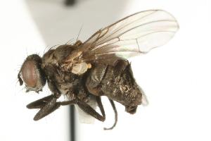  ( - CHU05-FLY-703)  @13 [ ] CreativeCommons - Attribution (2010) CBG Photography Group Centre for Biodiversity Genomics