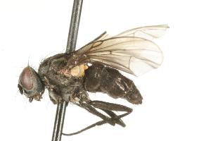 ( - CHU05-FLY-711)  @13 [ ] CreativeCommons - Attribution (2010) CBG Photography Group Centre for Biodiversity Genomics