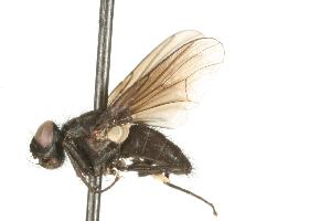  ( - CHU05-FLY-712)  @12 [ ] CreativeCommons - Attribution (2010) CBG Photography Group Centre for Biodiversity Genomics