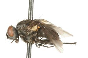  ( - CHU05-FLY-713)  @12 [ ] CreativeCommons - Attribution (2010) CBG Photography Group Centre for Biodiversity Genomics