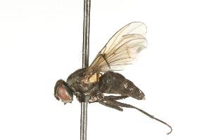  ( - CHU05-FLY-714)  @12 [ ] CreativeCommons - Attribution (2010) CBG Photography Group Centre for Biodiversity Genomics