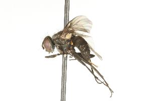  ( - CHU05-FLY-715)  @13 [ ] CreativeCommons - Attribution (2010) CBG Photography Group Centre for Biodiversity Genomics