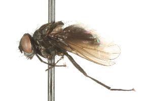  ( - CHU05-FLY-717)  @13 [ ] CreativeCommons - Attribution (2010) CBG Photography Group Centre for Biodiversity Genomics