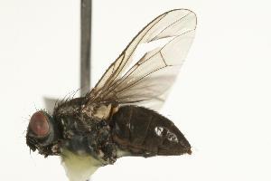  ( - CHU05-FLY-730)  @12 [ ] CreativeCommons - Attribution (2010) CBG Photography Group Centre for Biodiversity Genomics