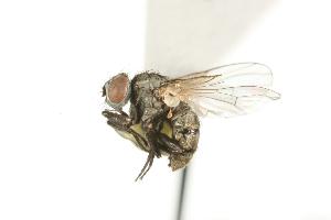  ( - CHU05-FLY-757)  @12 [ ] CreativeCommons - Attribution (2010) CBG Photography Group Centre for Biodiversity Genomics