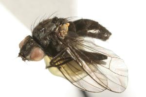  ( - CHU05-FLY-761)  @13 [ ] CreativeCommons - Attribution (2010) CBG Photography Group Centre for Biodiversity Genomics