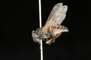  ( - CHU05-FLY-004)  @14 [ ] CreativeCommons - Attribution (2010) CBG Photography Group Centre for Biodiversity Genomics