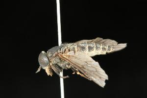  ( - CHU05-FLY-012)  @14 [ ] CreativeCommons - Attribution (2010) CBG Photography Group Centre for Biodiversity Genomics