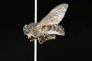  ( - CHU05-FLY-023)  @14 [ ] CreativeCommons - Attribution (2010) CBG Photography Group Centre for Biodiversity Genomics