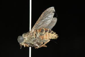  ( - CHU05-FLY-024)  @14 [ ] CreativeCommons - Attribution (2010) CBG Photography Group Centre for Biodiversity Genomics