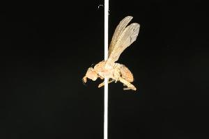  ( - CHU05-FLY-061)  @13 [ ] CreativeCommons - Attribution (2010) CBG Photography Group Centre for Biodiversity Genomics