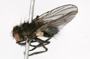  ( - CHU05-FLY-129)  @12 [ ] CreativeCommons - Attribution (2010) CBG Photography Group Centre for Biodiversity Genomics