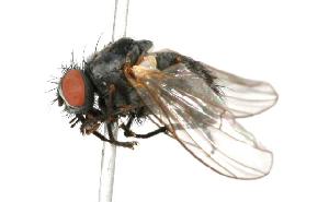  ( - CHU05-FLY-136)  @13 [ ] CreativeCommons - Attribution (2010) CBG Photography Group Centre for Biodiversity Genomics
