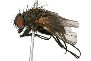 ( - CHU05-FLY-170)  @14 [ ] CreativeCommons - Attribution (2010) CBG Photography Group Centre for Biodiversity Genomics