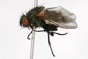  ( - CHU05-FLY-175)  @14 [ ] CreativeCommons - Attribution (2010) CBG Photography Group Centre for Biodiversity Genomics