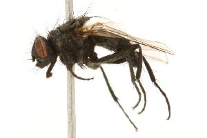  ( - CHU05-FLY-198)  @13 [ ] CreativeCommons - Attribution (2010) CBG Photography Group Centre for Biodiversity Genomics