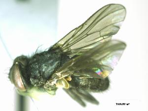  ( - CHU05-FLY-453)  @12 [ ] CreativeCommons - Attribution (2010) CBG Photography Group Centre for Biodiversity Genomics