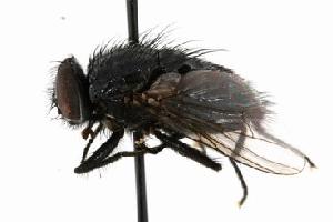  ( - CHU06-FLY-033.1)  @13 [ ] CreativeCommons - Attribution (2010) CBG Photography Group Centre for Biodiversity Genomics