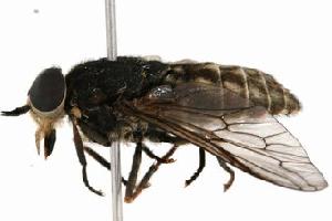  ( - CHU06-FLY-009)  @14 [ ] CreativeCommons - Attribution (2010) CBG Photography Group Centre for Biodiversity Genomics