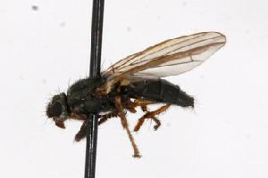  ( - CHU06-FLY-040)  @12 [ ] CreativeCommons - Attribution (2010) CBG Photography Group Centre for Biodiversity Genomics