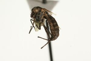  (Chironomus sp. 3TE - CHU05-MOS-006)  @13 [ ] CC-0 (2010) Unspecified Unspecified