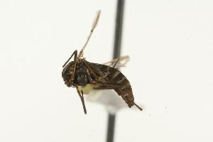  (Chironomus sp. TE3 - CHU05-MOS-068)  @13 [ ] CC-0 (2010) Unspecified Unspecified