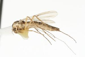  (Chironomus sp. TE11 - CHU05-MOS-124)  @14 [ ] CC-0 (2010) Unspecified Unspecified