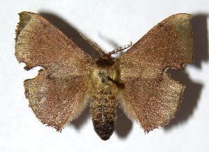  ( - 04-SRNP-23455)  @14 [ ] CreativeCommons - Attribution Non-Commercial Share-Alike (2006) Daniel H. Janzen Guanacaste Dry Forest Conservation Fund