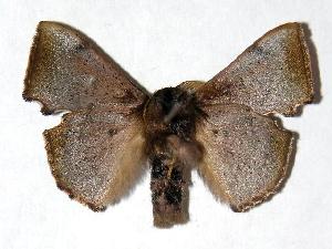  ( - 05-SRNP-23149)  @14 [ ] CreativeCommons - Attribution Non-Commercial Share-Alike (2006) Daniel H. Janzen Guanacaste Dry Forest Conservation Fund