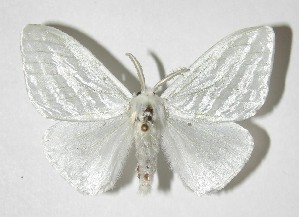  ( - 05-SRNP-2056)  @14 [ ] CreativeCommons - Attribution Non-Commercial Share-Alike (2013) Daniel H. Janzen Guanacaste Dry Forest Conservation Fund