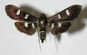  ( - 06-SRNP-31736)  @14 [ ] CreativeCommons - Attribution Non-Commercial Share-Alike (2006) Daniel H. Janzen Guanacaste Dry Forest Conservation Fund