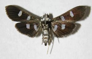  ( - 06-SRNP-31736)  @14 [ ] CreativeCommons - Attribution Non-Commercial Share-Alike (2006) Daniel H. Janzen Guanacaste Dry Forest Conservation Fund