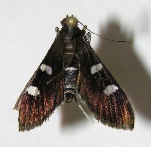  ( - 06-SRNP-4039)  @14 [ ] CreativeCommons - Attribution Non-Commercial Share-Alike (2006) Daniel H. Janzen Guanacaste Dry Forest Conservation Fund