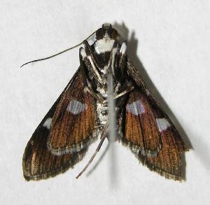  ( - 06-SRNP-4039)  @14 [ ] CreativeCommons - Attribution Non-Commercial Share-Alike (2006) Daniel H. Janzen Guanacaste Dry Forest Conservation Fund