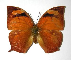  ( - 06-SRNP-2758)  @14 [ ] CreativeCommons - Attribution Non-Commercial Share-Alike (2006) Daniel H. Janzen Guanacaste Dry Forest Conservation Fund