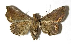  ( - 06-SRNP-32085)  @12 [ ] CreativeCommons - Attribution Non-Commercial Share-Alike (2006) Daniel H. Janzen Guanacaste Dry Forest Conservation Fund