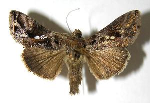  ( - 06-SRNP-32608)  @14 [ ] CreativeCommons - Attribution Non-Commercial Share-Alike (2006) Daniel H. Janzen Guanacaste Dry Forest Conservation Fund