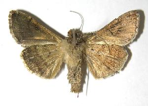  ( - 06-SRNP-32608)  @14 [ ] CreativeCommons - Attribution Non-Commercial Share-Alike (2006) Daniel H. Janzen Guanacaste Dry Forest Conservation Fund